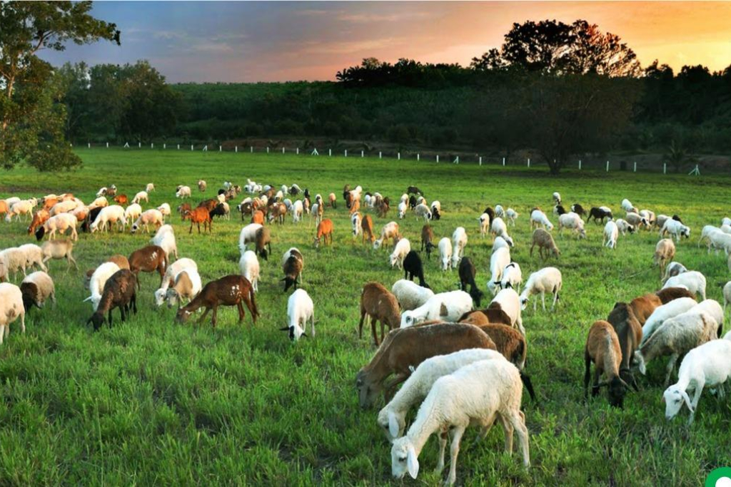 uk-agro-farm-kluang