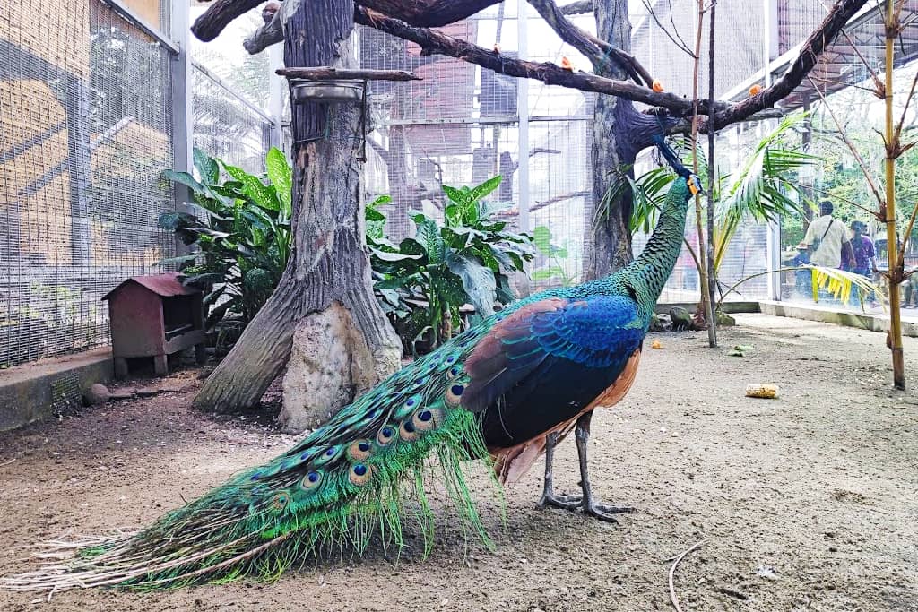 zoo-johor-di-johor-bharu-1