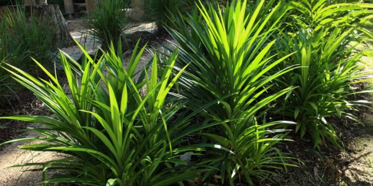 Berlian Mudah Didapati Dibawah Pokok Pandan