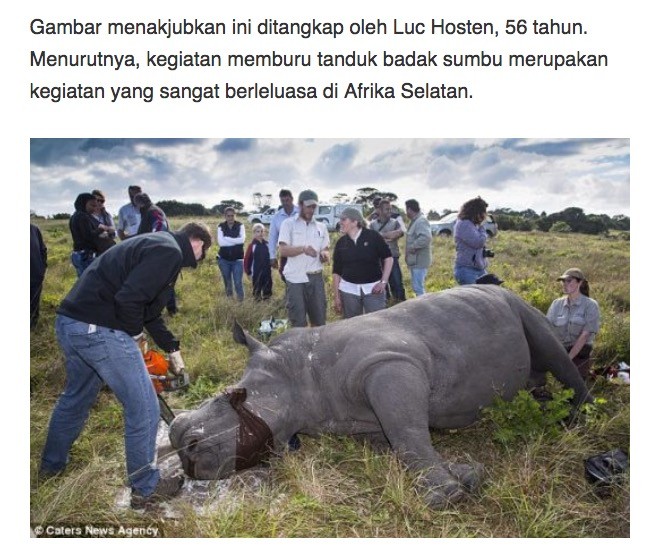 tanduk badak sumbu