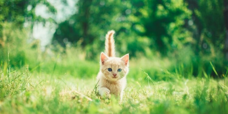 Perbezaan Comel dan Cantik