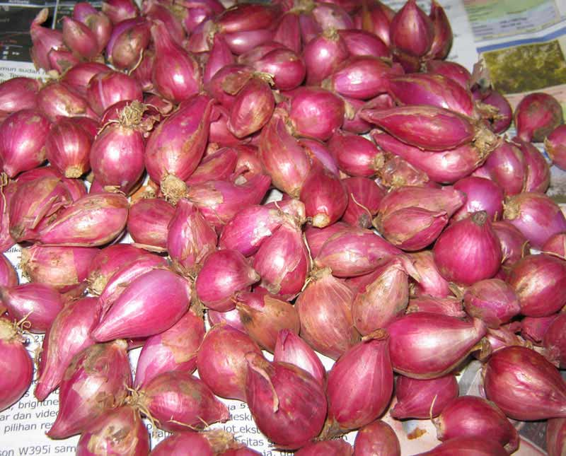 bawang merah