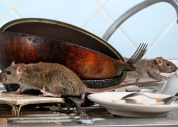 5 Cara Mudah Usir Tikus Dari Rumah