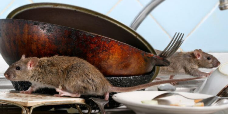 5 Cara Mudah Usir Tikus Dari Rumah