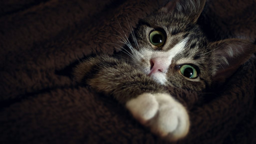 kucing comel dalam gelap