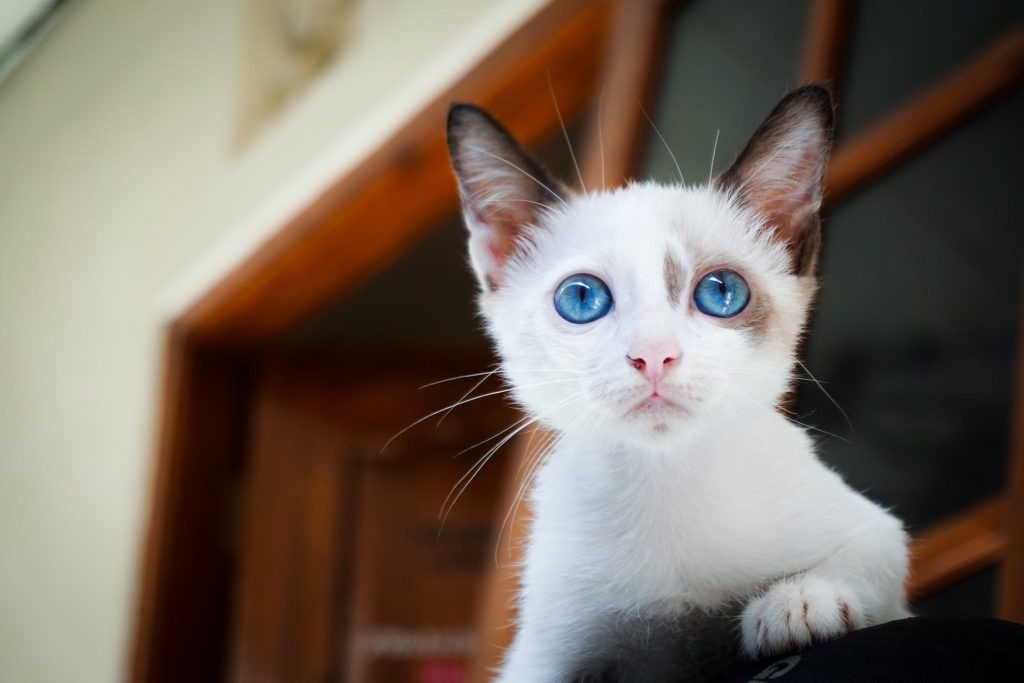 kucing putih comel