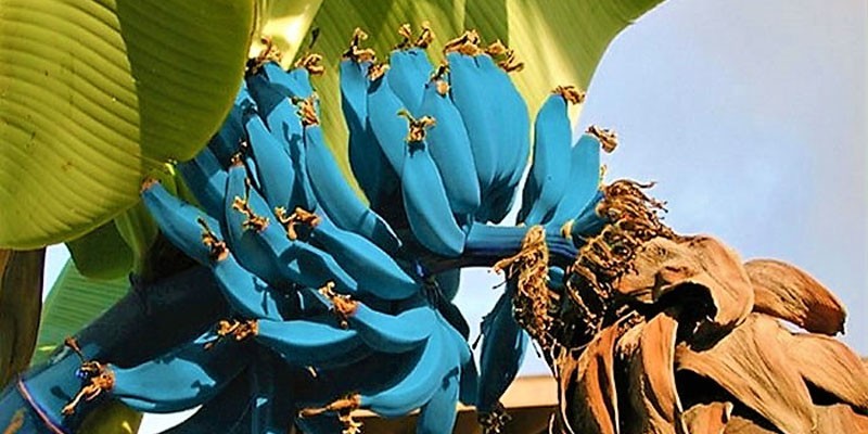 pisang biru