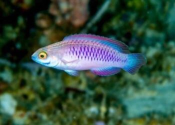 Spesis Ikan Comel Ini Dinamakan Wakanda