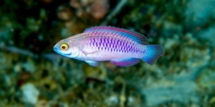 Spesis Ikan Comel Ini Dinamakan Wakanda