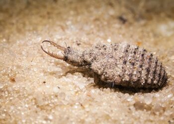 Masa Kecil Dulu Hanya Dibuat Mainan, Rupanya Bernilai RM4,000 Sekilo