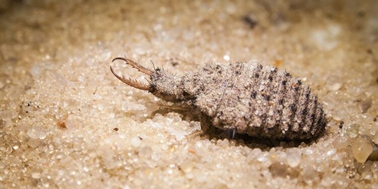 Masa Kecil Dulu Hanya Dibuat Mainan, Rupanya Bernilai RM4,000 Sekilo