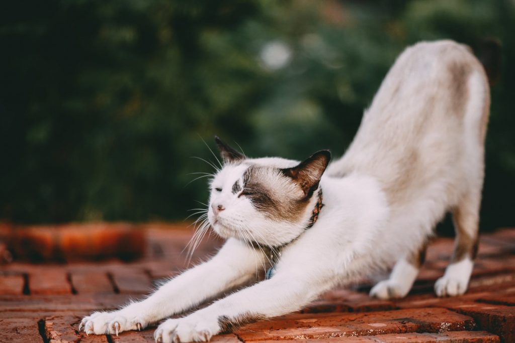 kucing sebar covid19