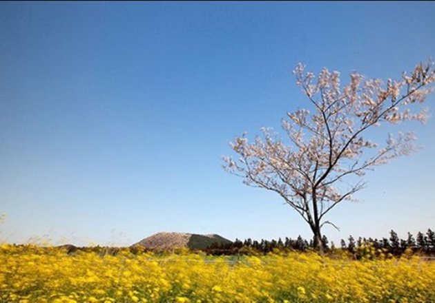 penduduk pulau jeju risau covid 19