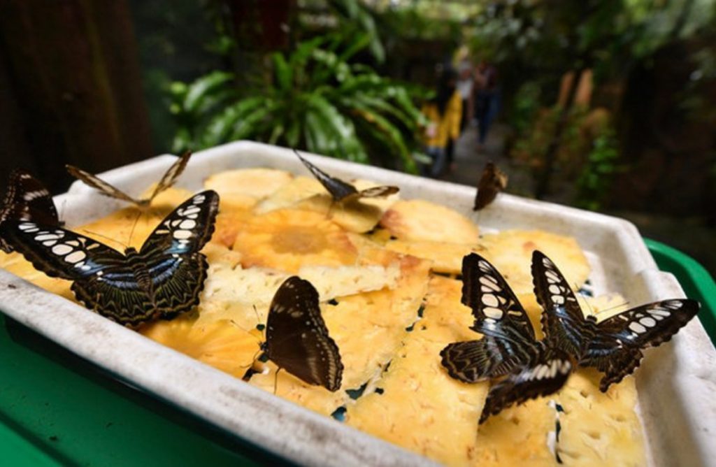 Taman-rama-rama-Melaka