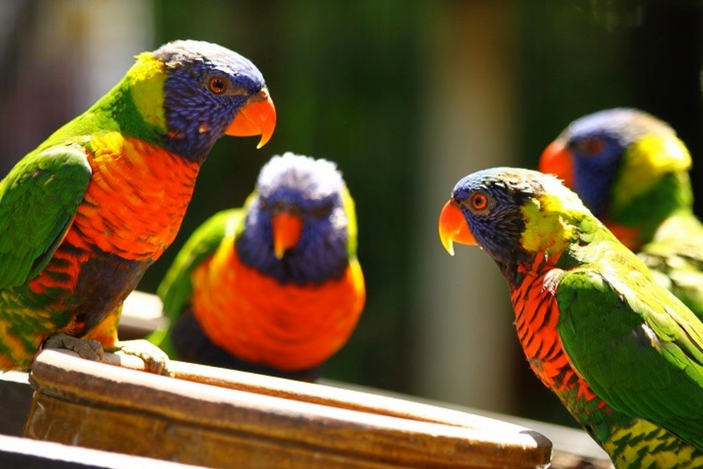 fb-taman-burung