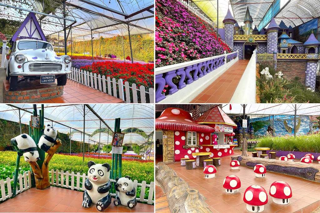 ladang lavender di cameron