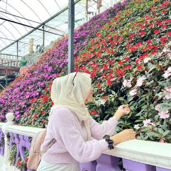 lavender garden yang cantik di cameron highland