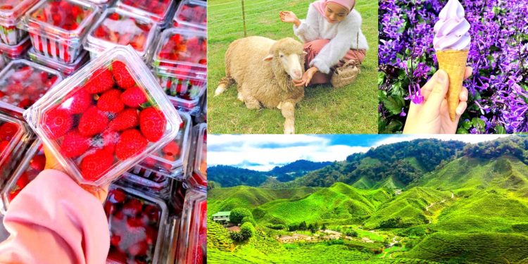 tempat-menarik-di-cameron-highland
