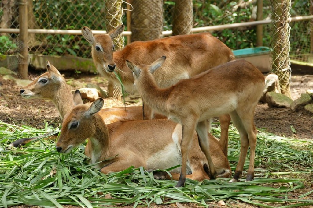 zoo-melaka
