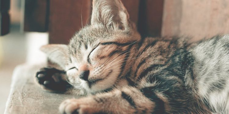 kucing