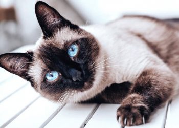 Fakta Sejarah Menarik Kucing Siam Yang Eksotik