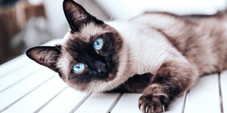 Fakta Sejarah Menarik Kucing Siam Yang Eksotik