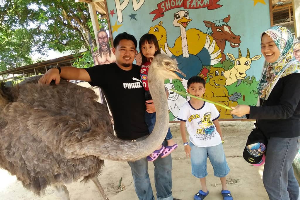 pd ostrich show farm
