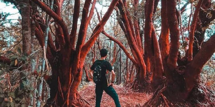 tempat menarik pahang