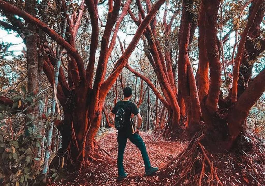 red forest jerantut (1)