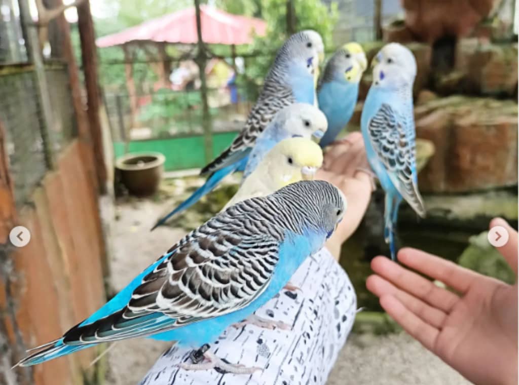 taman burung kulim