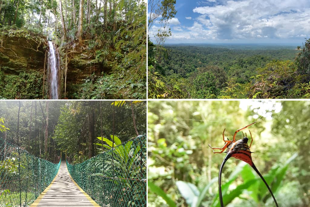 Taman Negara Bukit Lambir