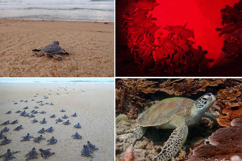 Juara Turtle Project