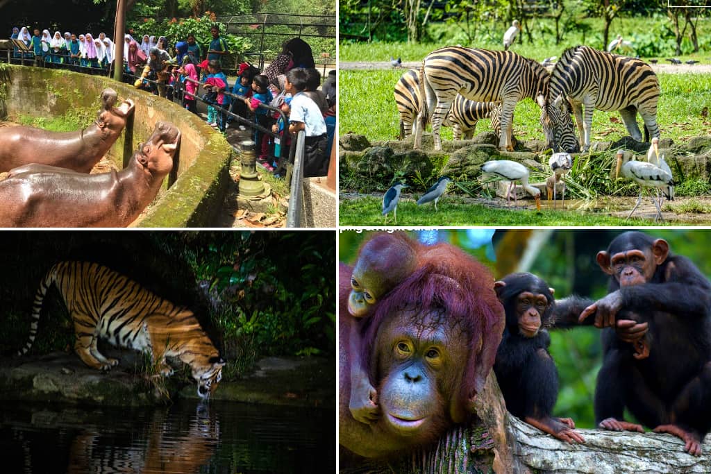 haiwan di zoo taiping