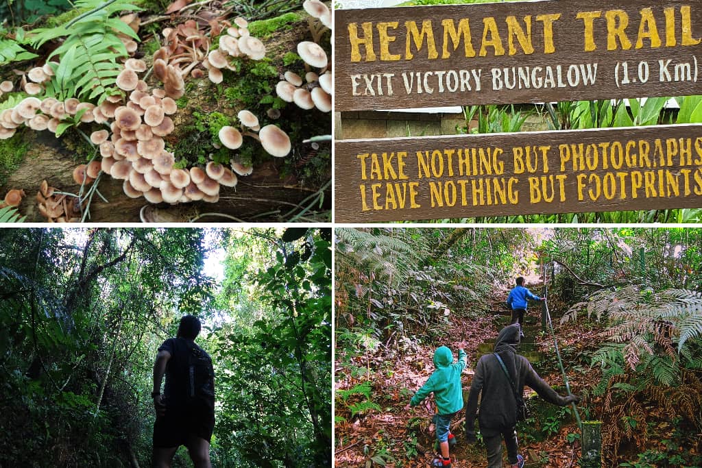 hammant trail