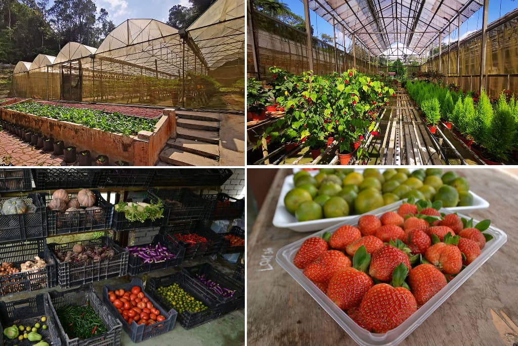strawberry & edible garden bukit fraser