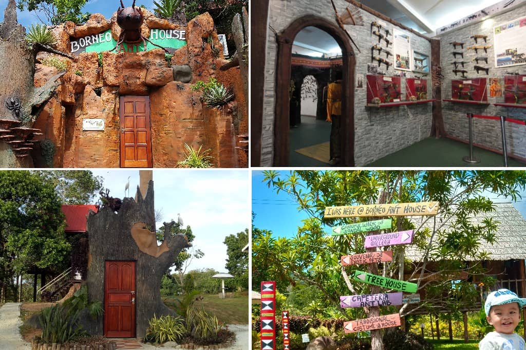 Borneo Ant House