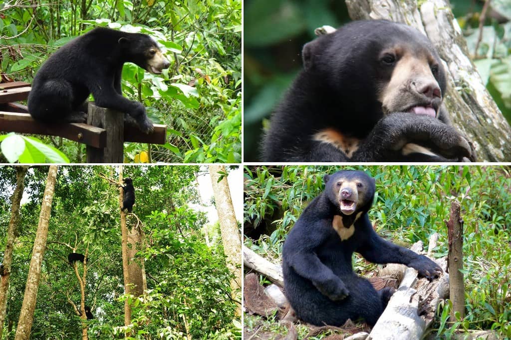 Borneo Sun Bear Conservation Centre