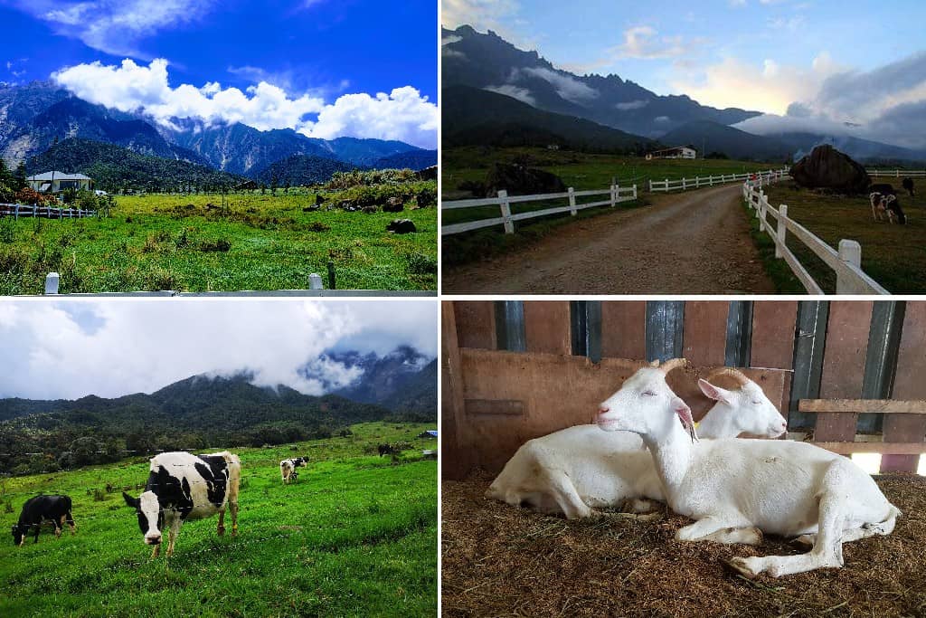 Desa Cattle Dairy Farm