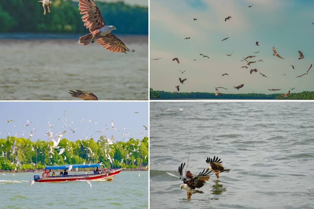 Eagle Feeding di Pasir Penambang
