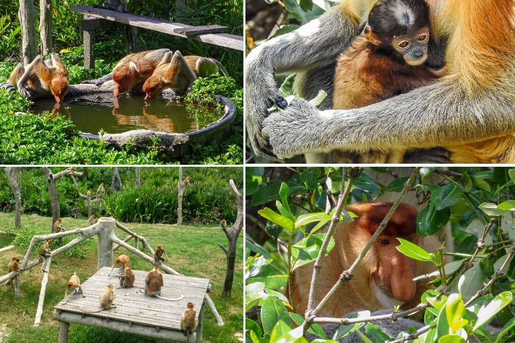 Labuk Bay Proboscis Monkey Sanctuary