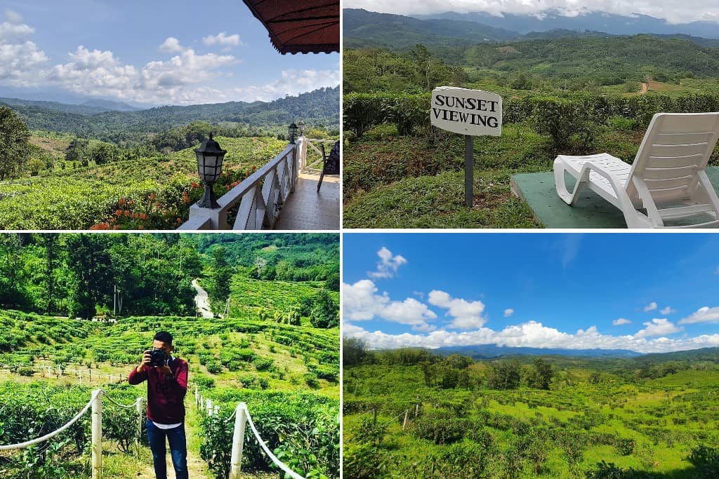 Ladang Teh Sabah