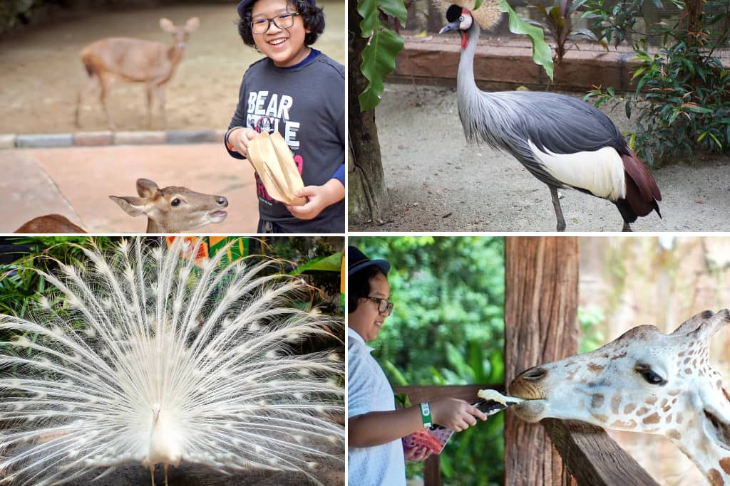 Lost World Petting Zoo