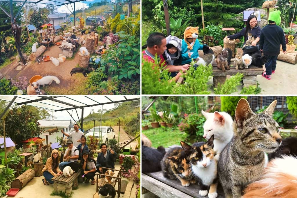 Mesilou Cat's Village