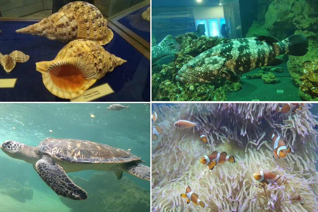 Muzium Marin Kota Kinabalu (Marine Museum Kota Kinabalu)
