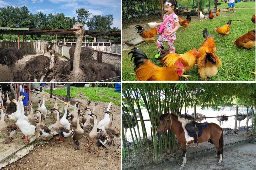 Pelbagai haiwan di Hulu Langat