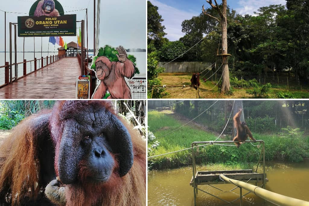 Pulau Orang Utan