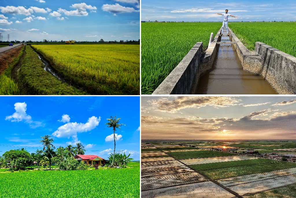 Sawah Padi Sekinchan