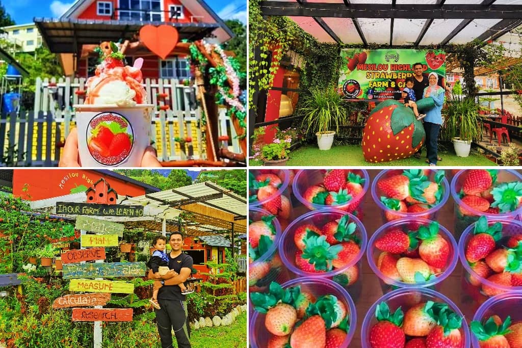 Strawberry Mesilau Park di kundasang