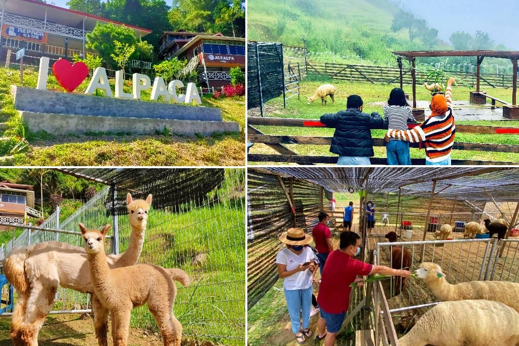 Suasana Alpaca Club Sabah Kundasang
