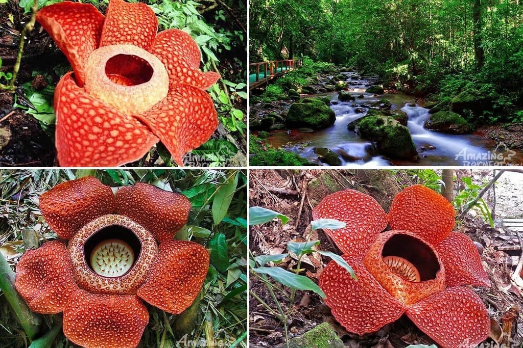 Tambunan Rafflesia Reserve